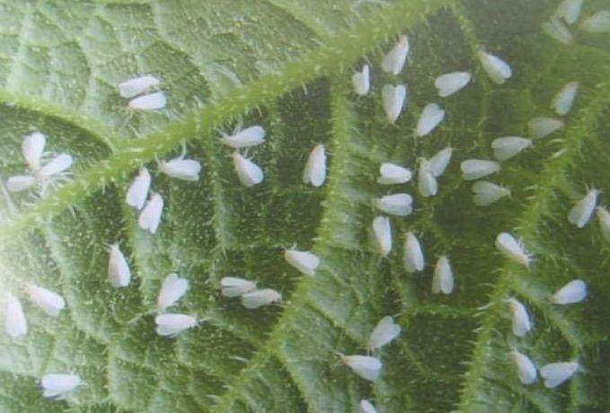 家里的花又招虫了？学会这一招，杀虫药不用买！