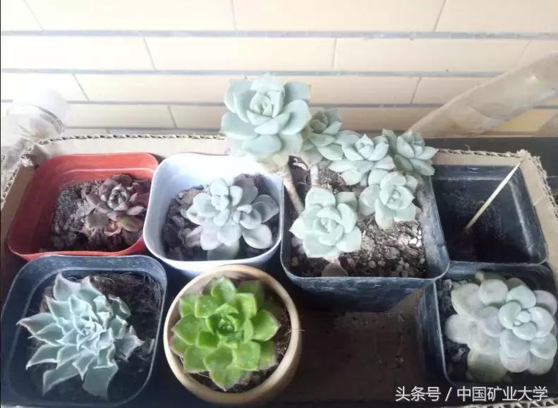 小煤球教程完整版,小煤球使用方法