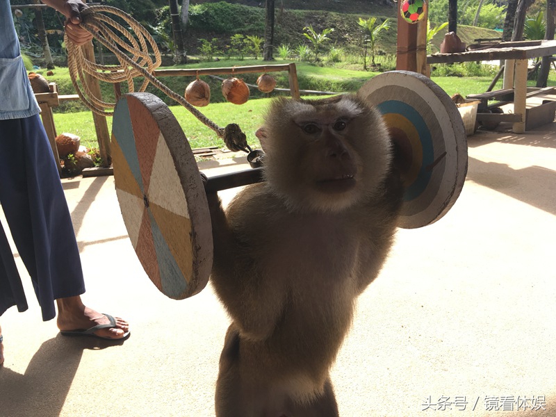 去泰国旅行团6天2000块靠谱吗,泰国旅游团购物骗局曝光