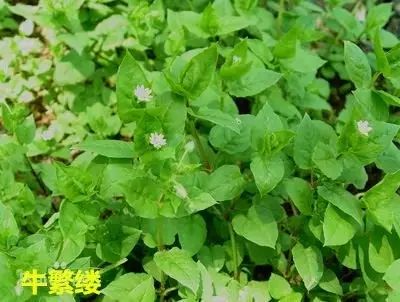 田间杂草认不清来看高清图谱,地里杂草看不见实拍