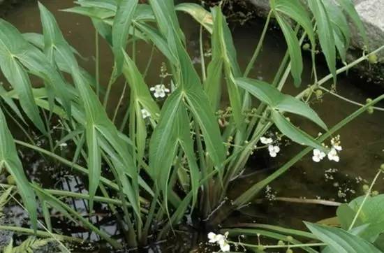 田间杂草及名称图片,草田杂草实图及名称