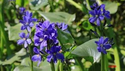 田间杂草及名称图片,草田杂草实图及名称