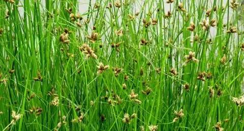 田间杂草及名称图片,草田杂草实图及名称