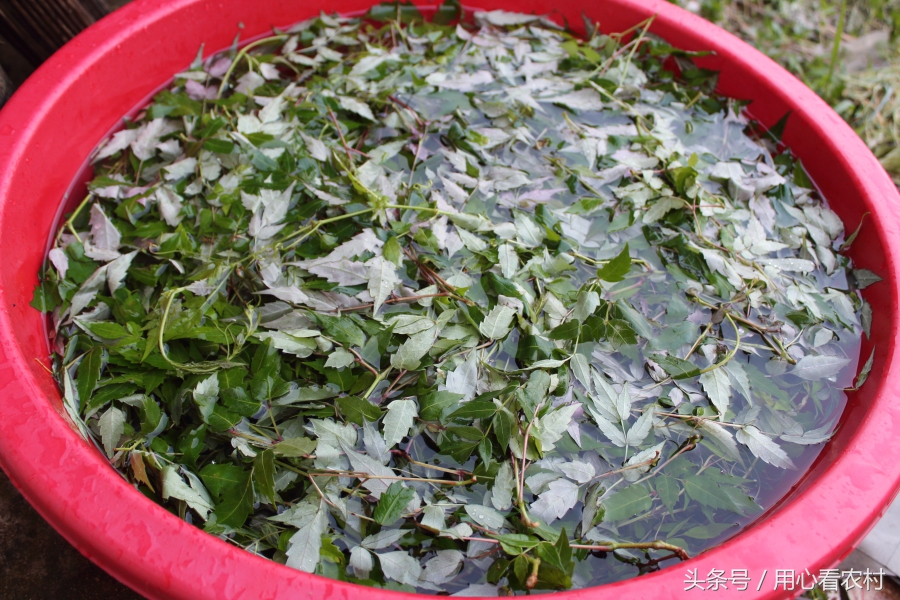 深山好茶古法制作,野生高山茶如何制作的好喝