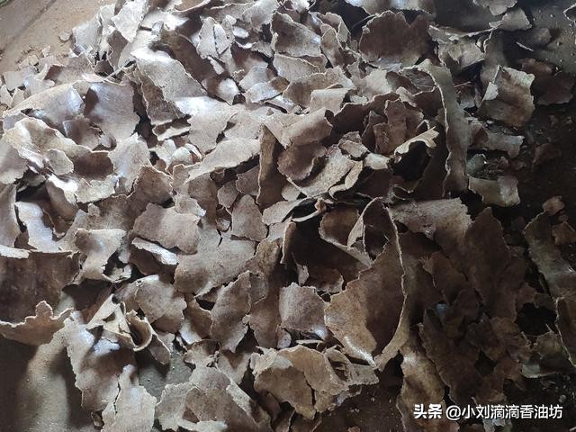 菜籽饼打窝能钓什么鱼,菜籽饼打窝用什么饵挂钩