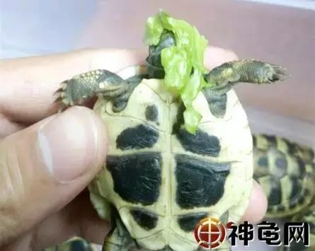 陆龟应该要怎么养,陆龟养多久可以吃东西