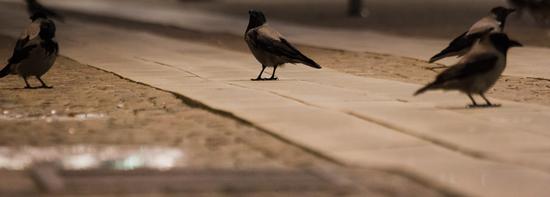鸟的习性与特征对比,鸟迁徙习性分类