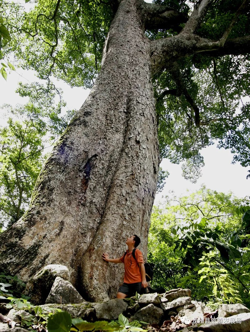 来上犹我养你高清图片,来武平我养你