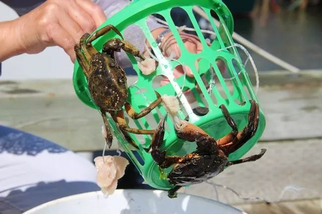 捡海鲜赶海,青岛哪里适合赶海捡海鲜