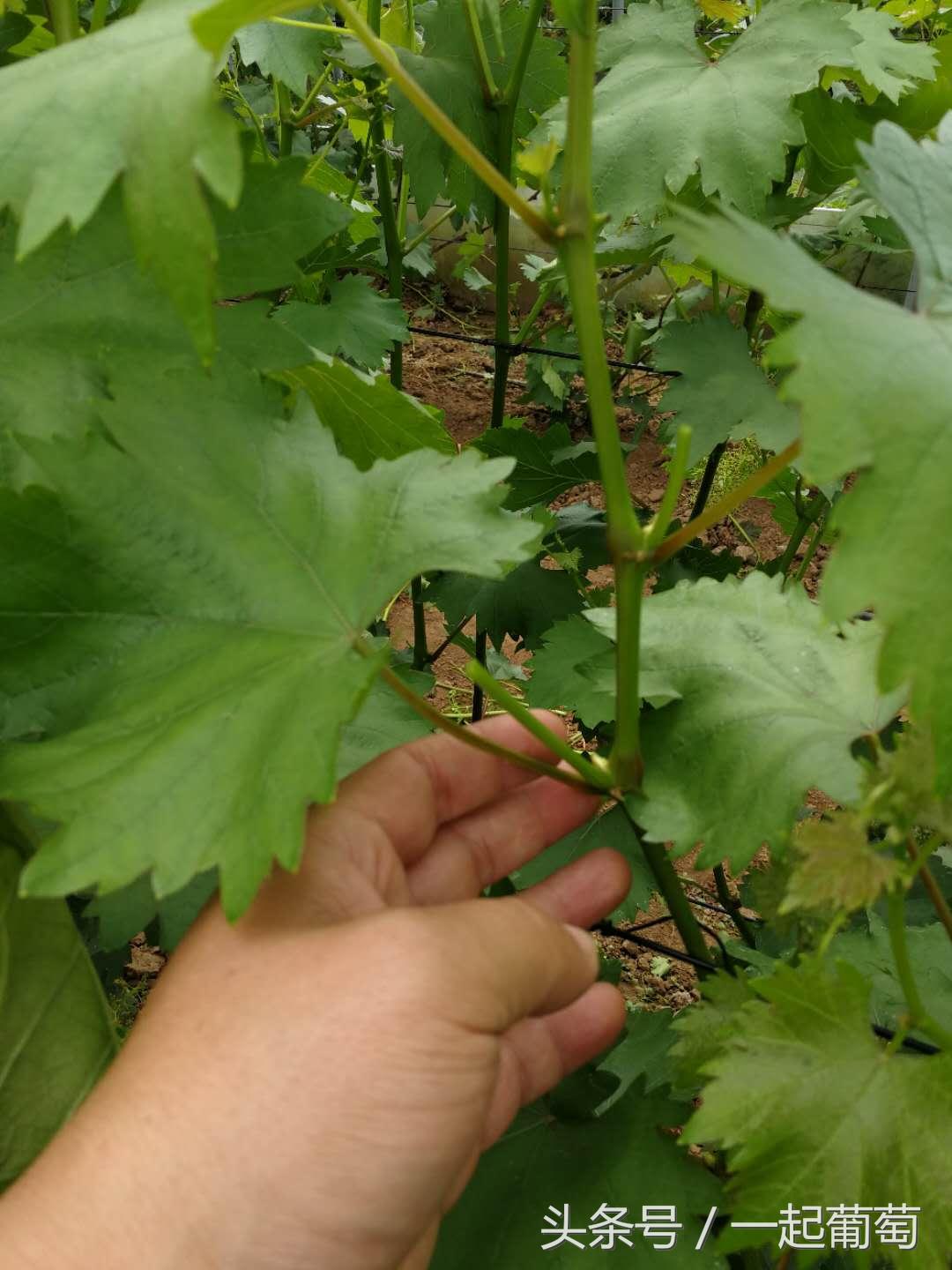 葡萄霜霉病的发生和防治,葡萄霜霉病严重发生怎么治疗