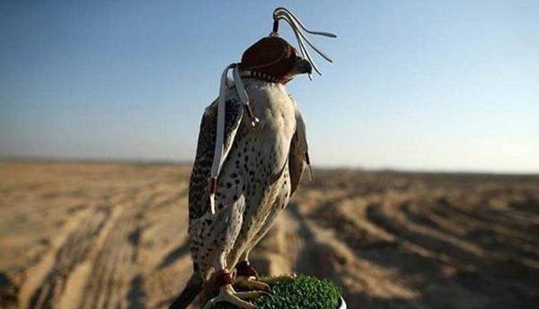 中东土豪的宠物狮子老虎,中东土豪为什么喜欢老虎狮子宠物