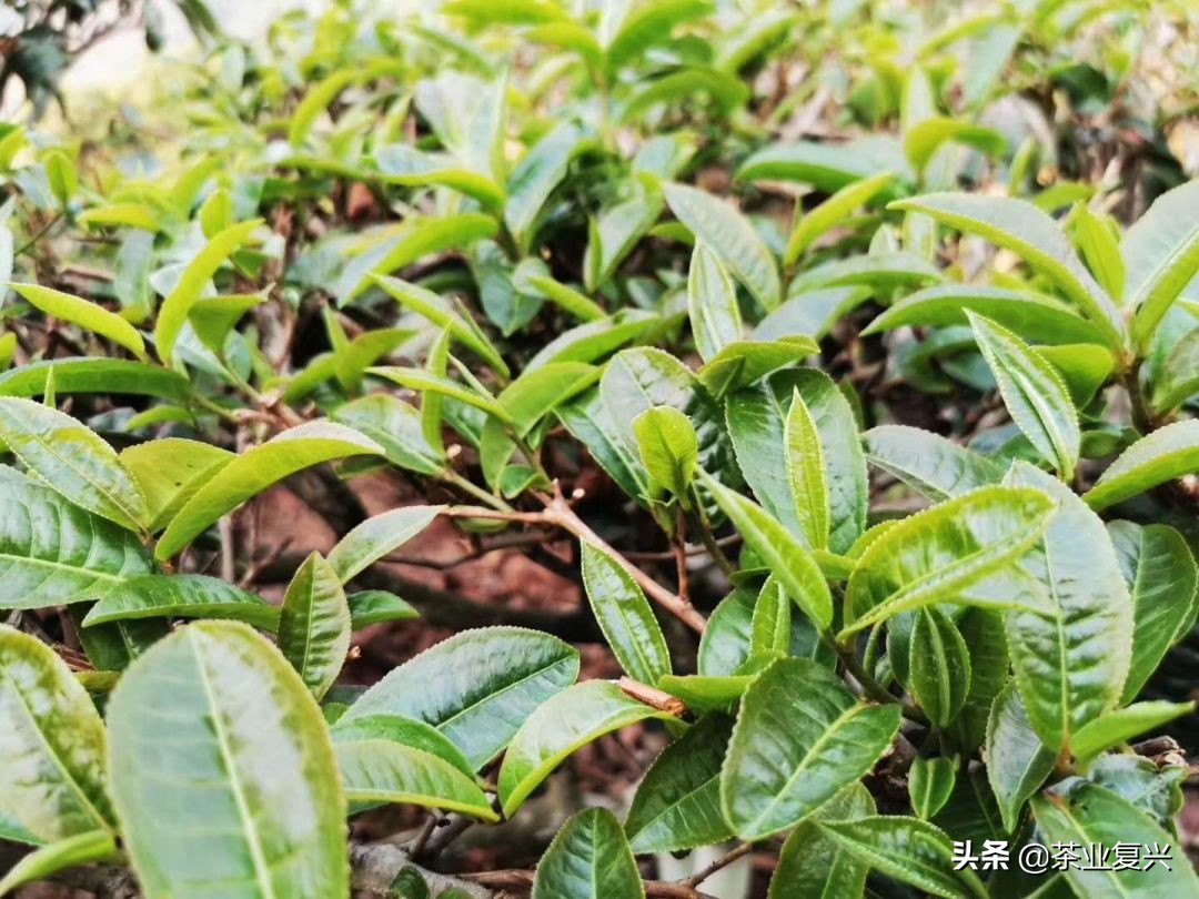 春茶好坏怎么看,春茶品鉴