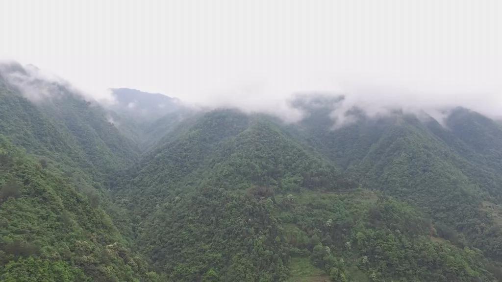 恩施玉露高级感,恩施玉露茶文化