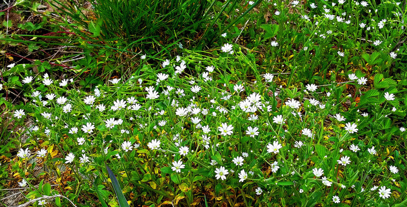 天华山-秦岭梁，又一条风景秀美的一日劲走线路
