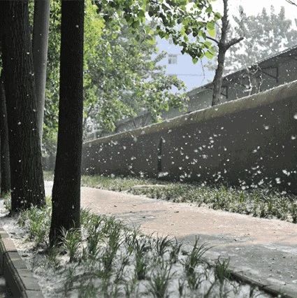 飞絮这么烦人能砍掉它们吗,襄阳市柳絮