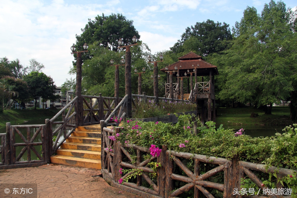 盛开在马来西亚的九重葛——怡保