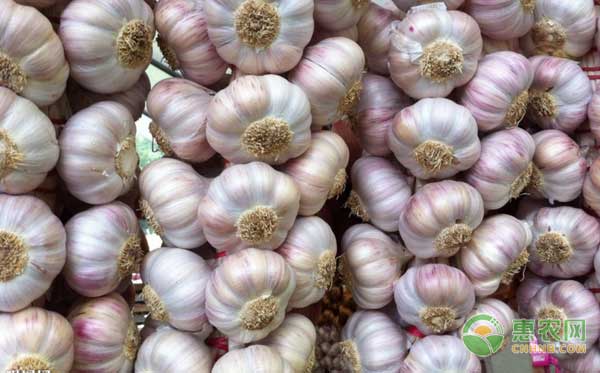 2018年5月11日大蒜价格行情:大蒜价格跌入低谷,后市行情如何?