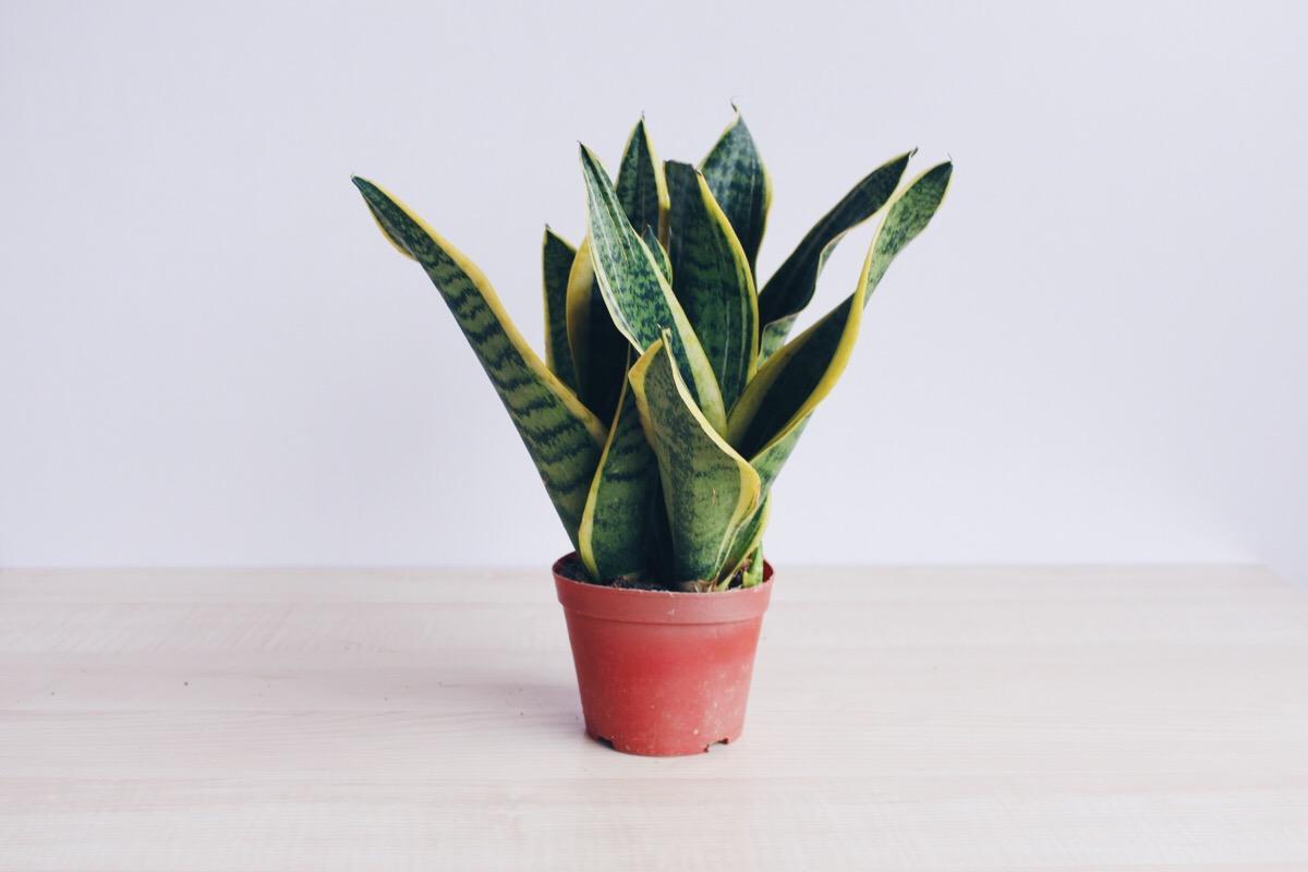 虎皮兰养护方法和注意事项,虎皮兰怎么养好看视频教程