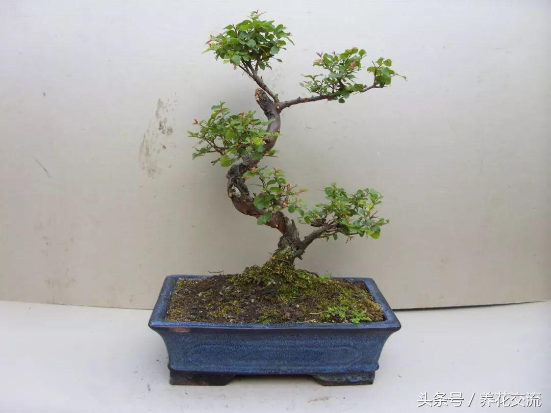 怎么样养出好看的盆景花,适合新手养的十大盆景