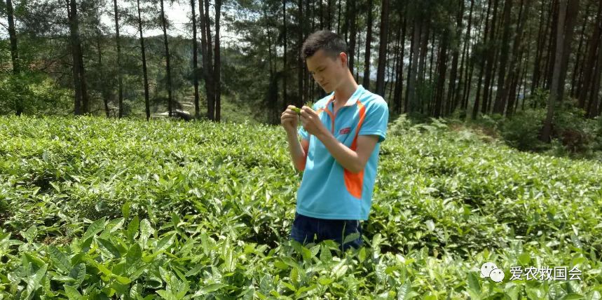 干旱天气对茶叶的影响,高温干旱对茶树的影响