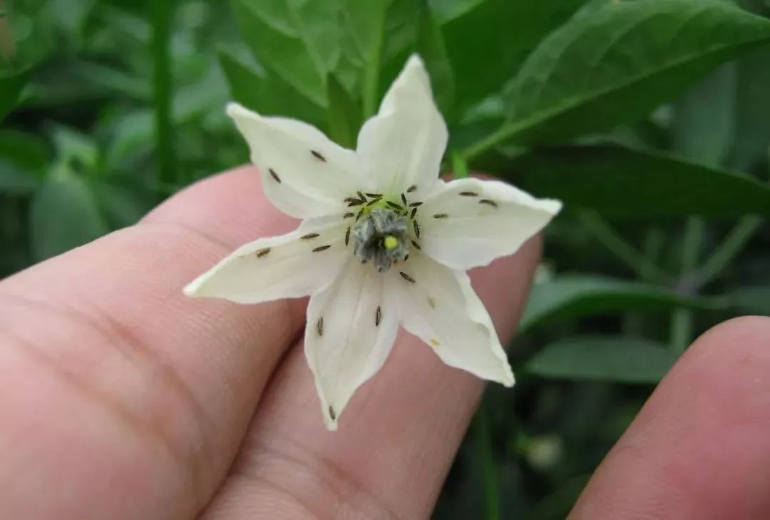 蓟马对小黄瓜的危害图片,小蓟马对人体有什么危害