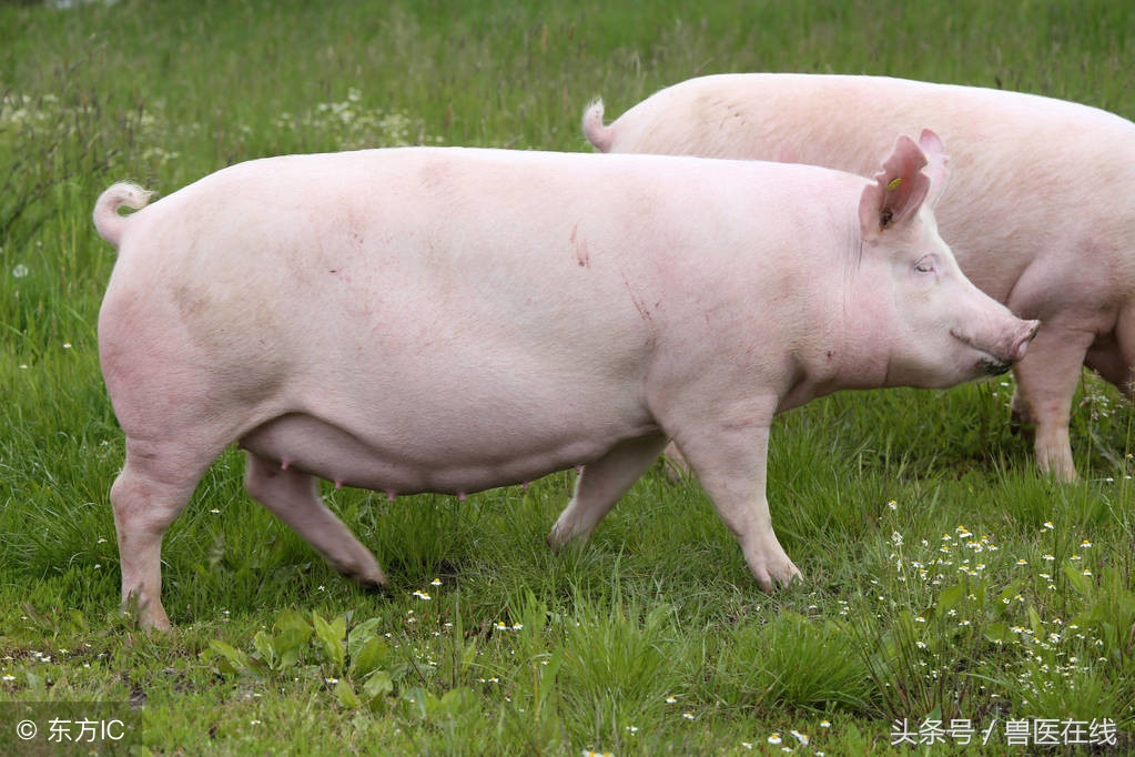 猪场返情母猪增多,母猪十九天返情的原因