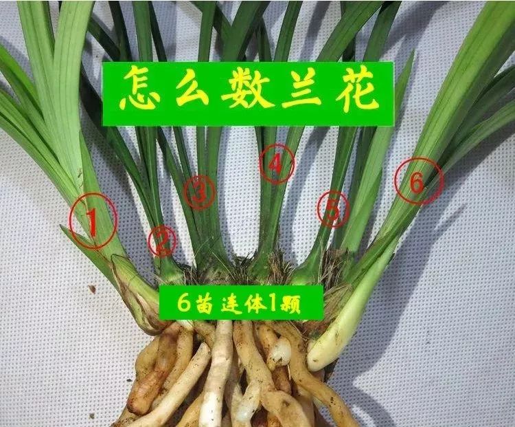 中华水仙-建兰四季兰新名品