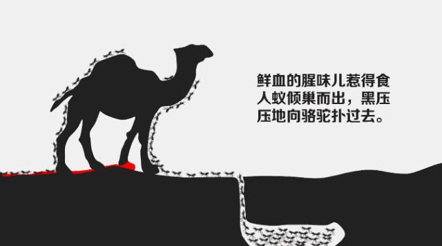 生气的骆驼火遍整个朋友圈,生气的骆驼火遍朋友圈