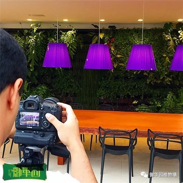 绿色植物墙怎么拍照好看,小矮墙如何拍文艺照片