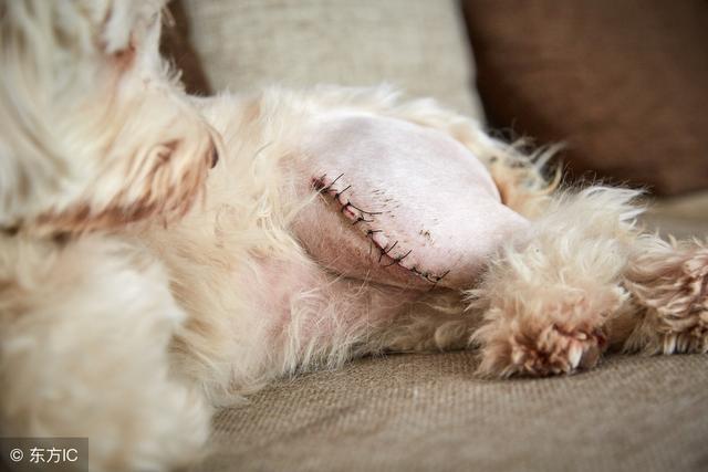 泰迪髌骨脱位长期不治还能治疗吗,泰迪一只后腿没有力气