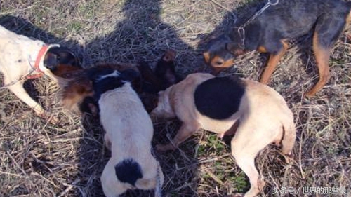 全球十大猛犬排名藏獒只能排第5,十大猛犬藏獒都不是对手