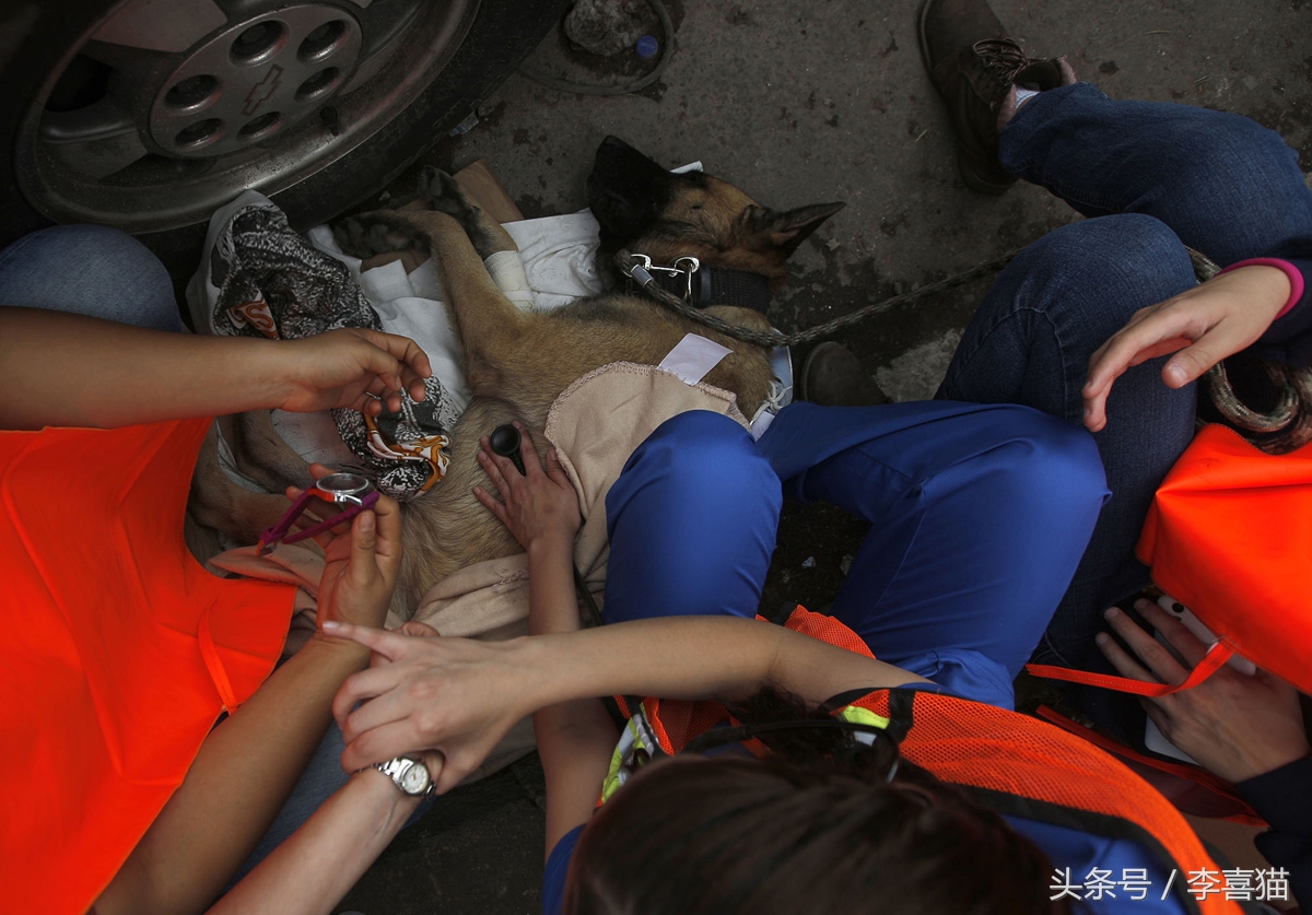 搜救犬英勇牺牲致敬忠诚战士,盘点那些搜救犬救人的感人瞬间