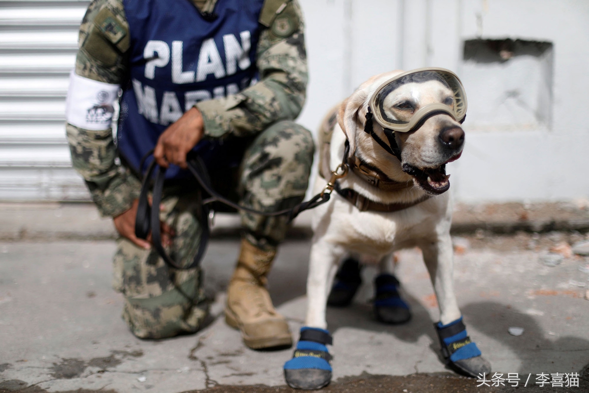 地震狗狗救人感动视频,北京地震瞬间宠物狗全程安睡