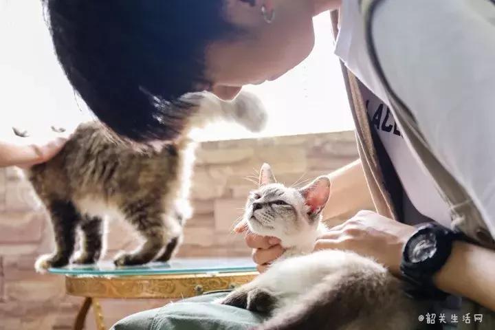 喂！妖妖灵吗？韶关这条巷子内有人聚众吸猫！已经有人沦陷了……