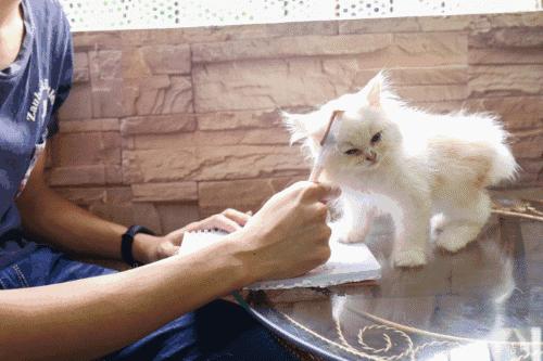 喂！妖妖灵吗？韶关这条巷子内有人聚众吸猫！已经有人沦陷了……