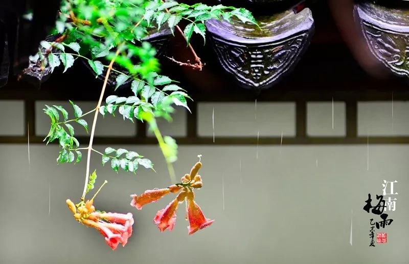 青梅时节的诗词,写梅子的诗句