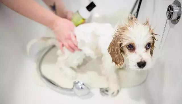 天热了怎么有效驱蚊子,天热驱蚊虫方法