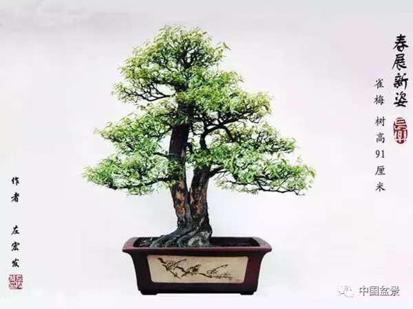 一本双杆式映山红盆景,一本双杆黄杨盆景制作全过程