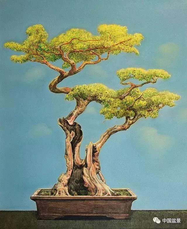 一本双杆式映山红盆景,一本双杆黄杨盆景制作全过程