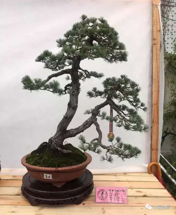 一本双杆式映山红盆景,一本双杆黄杨盆景制作全过程