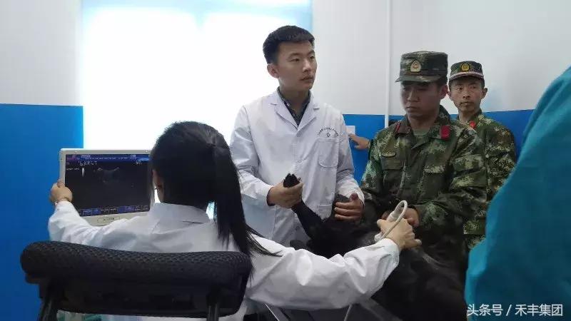 2008年汶川大地震功勋犬,汶川地震搜救犬沈虎的功勋