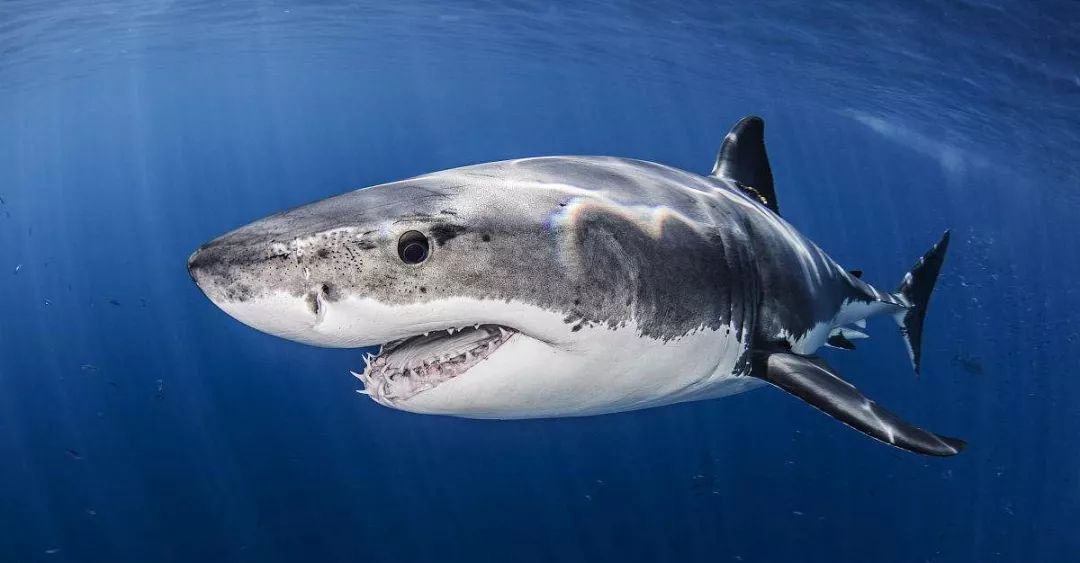 鸟与豚，高智商动物群像
