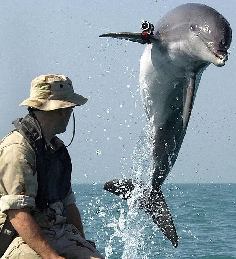 鸟与豚，高智商动物群像