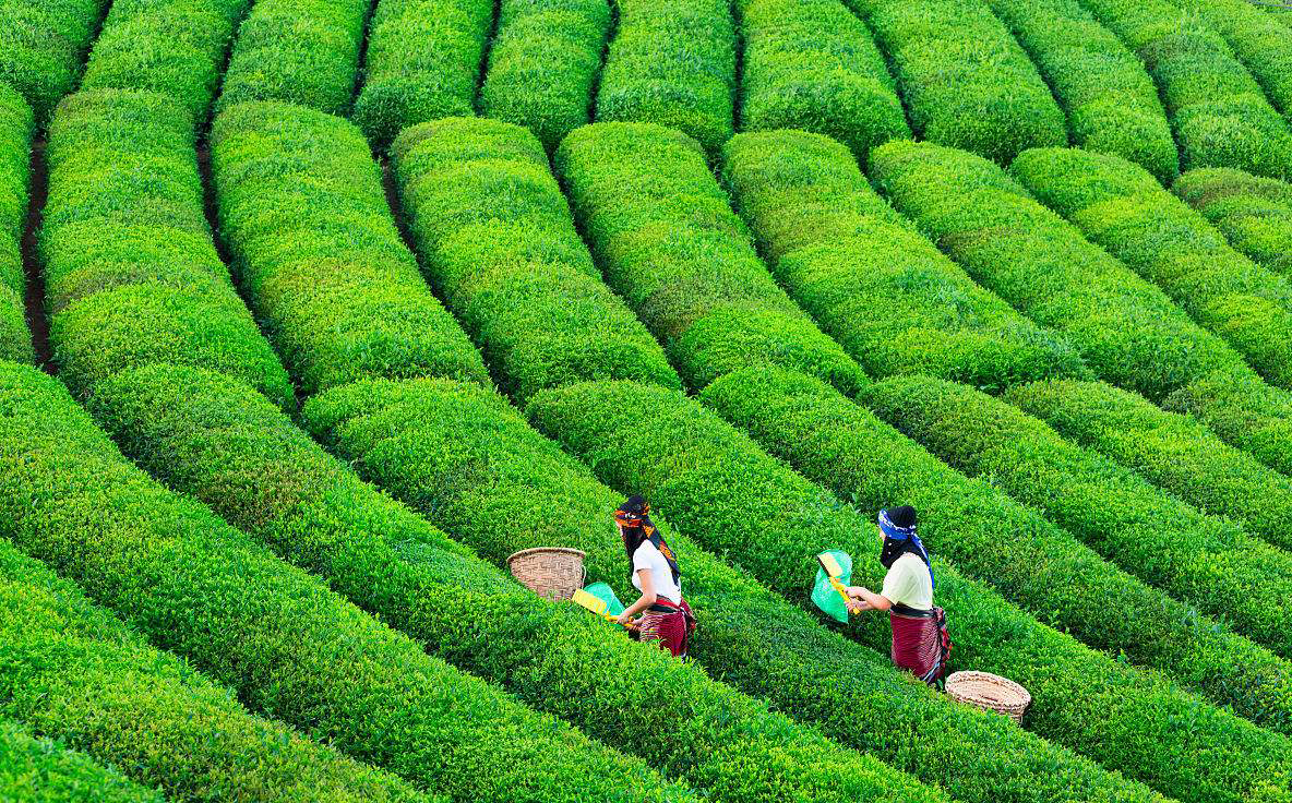 绿茶和红茶哪个比较好喝,绿茶红茶适合什么人喝