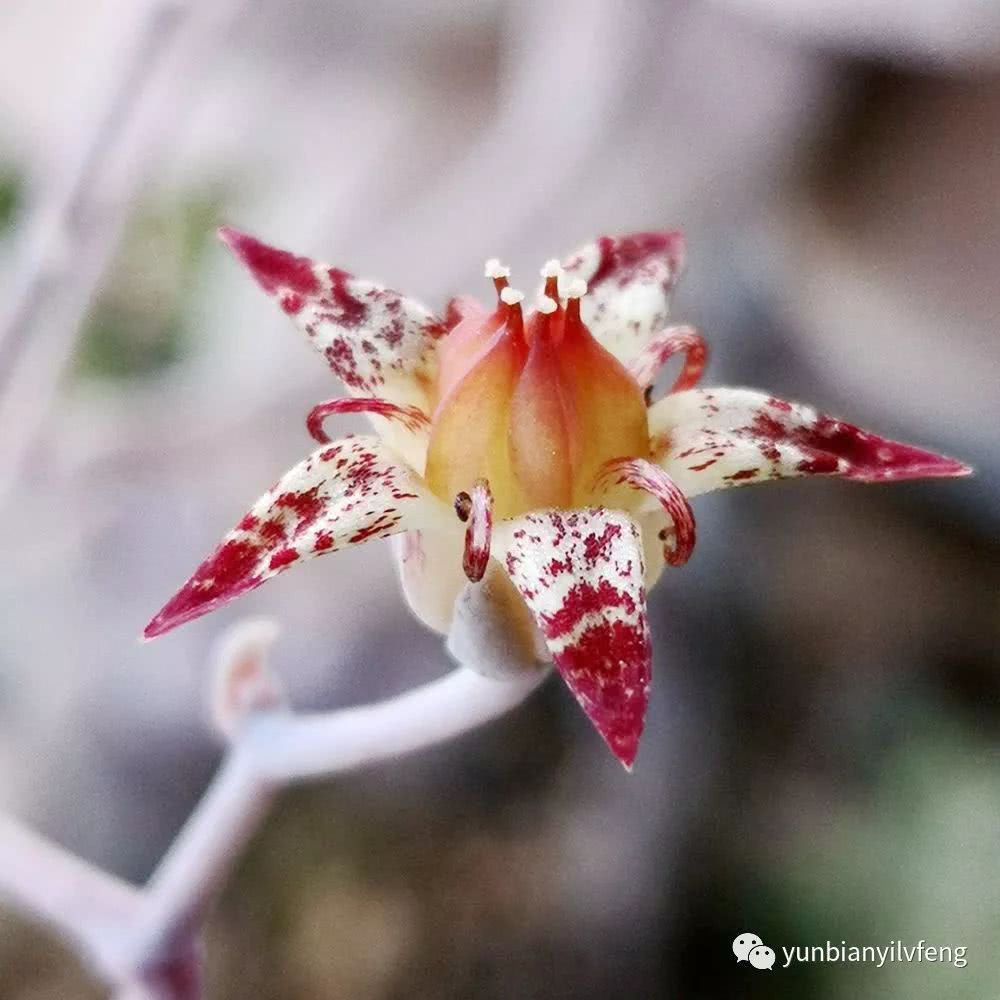 多肉华丽风车和紫乐的区别,多肉华丽风车断头了怎么办