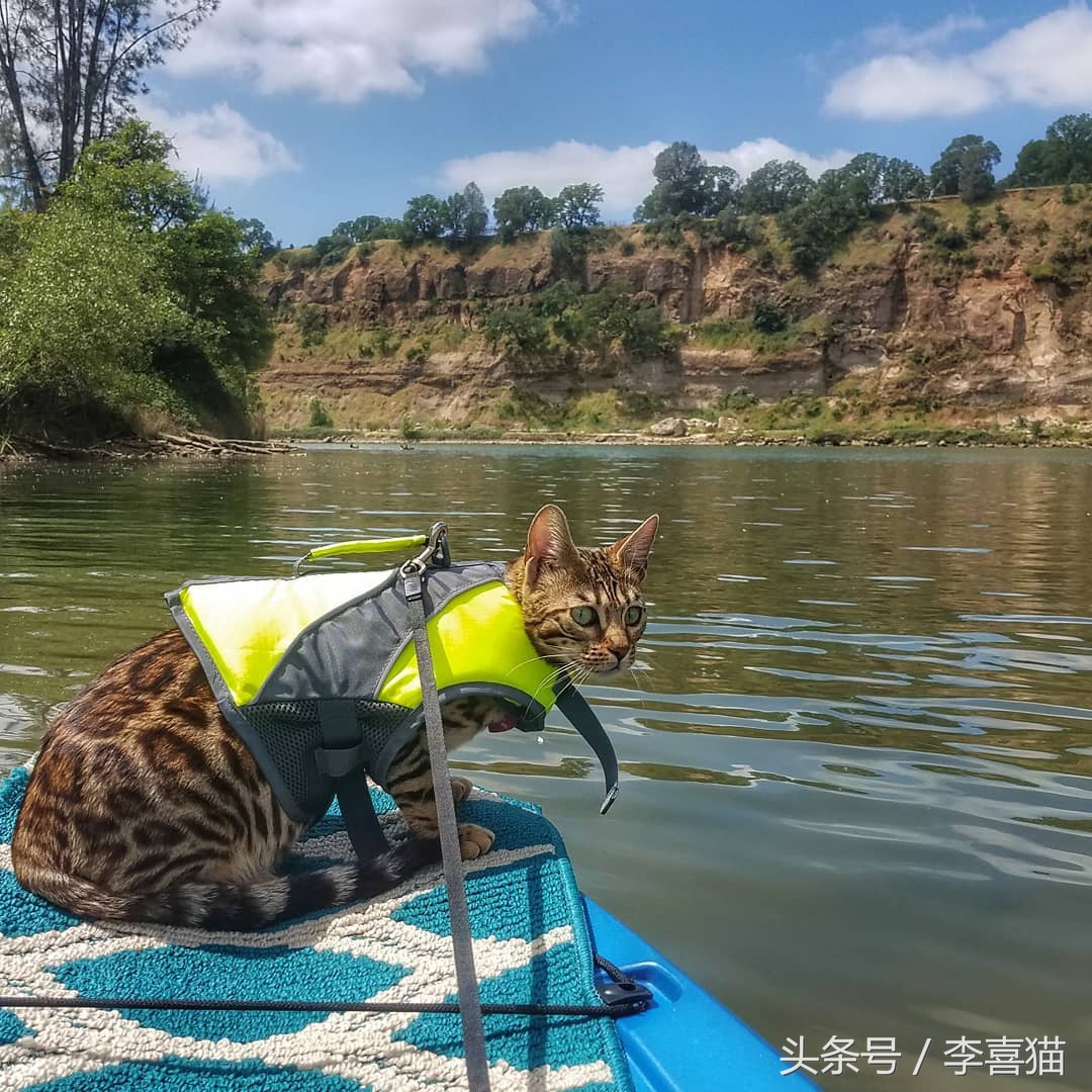 霸气漂亮的孟加拉豹猫,高智商的孟加拉豹猫