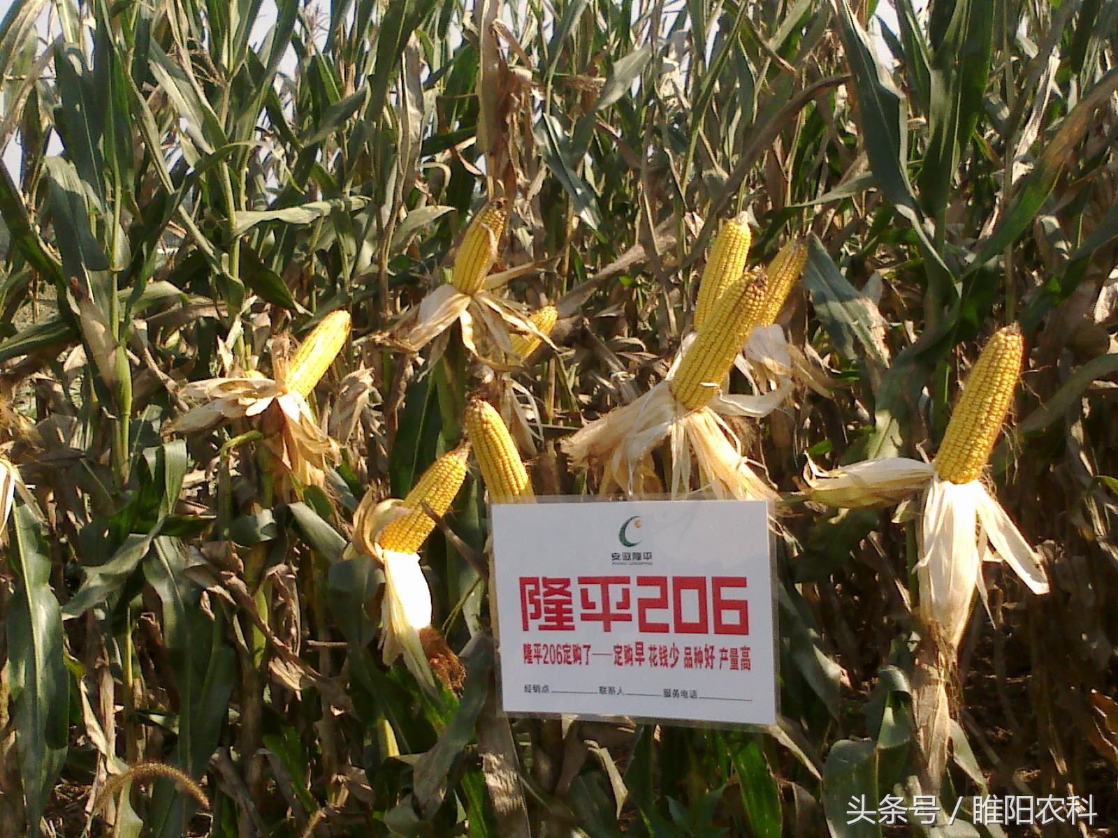 玉米未来的市场前景如何,当前玉米品种最好的是哪个