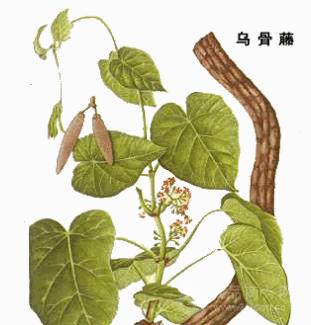 每日一本草桑寄生,每日一本草鸡血藤