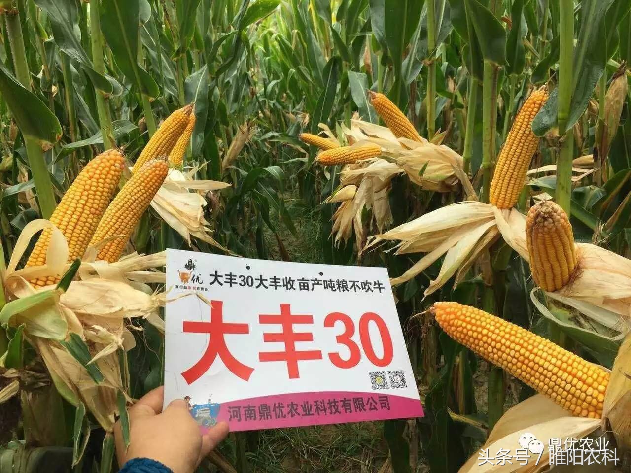 玉米未来的市场前景如何,当前玉米品种最好的是哪个