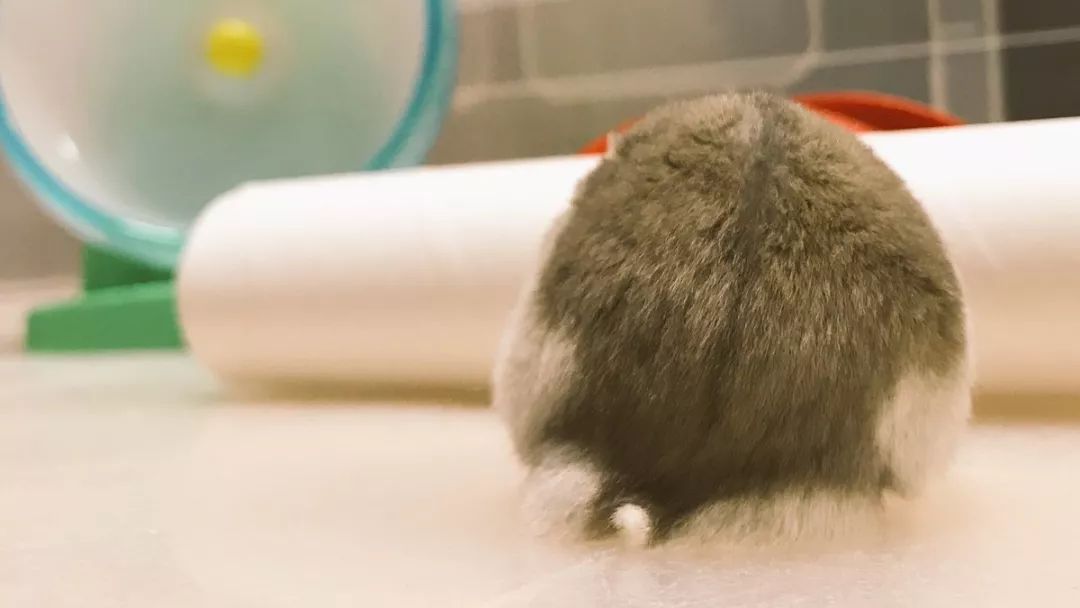 最可爱的仓鼠直接萌化了心,盘点那些白白胖胖的可爱小仓鼠